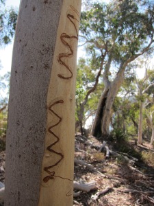Landscape writing Scribbly Gums - Googong Valley